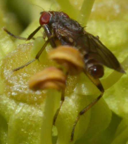 Pherbellia annulipes